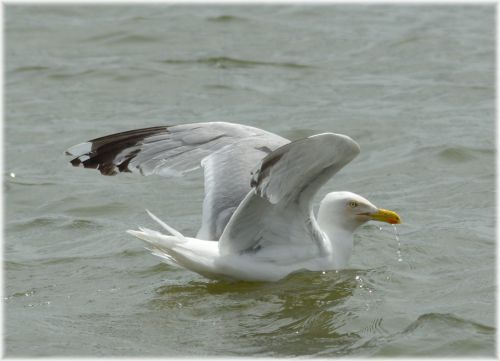 The Seagull 3