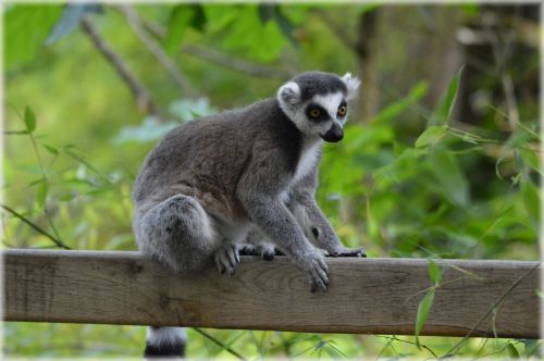 The Ring-tailed Lemur 1