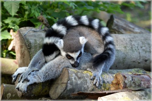 The Ring-tailed Lemur 10
