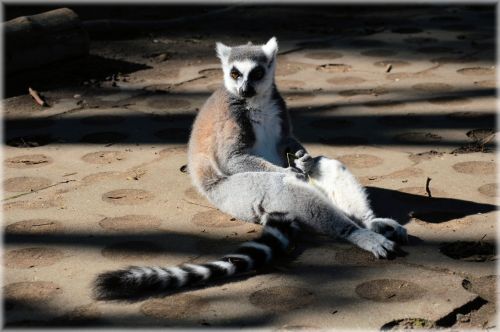 The Ring-tailed Lemur 11