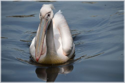 Pink Pelican 07