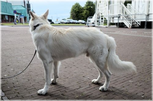 White Swiss Shepherd 8