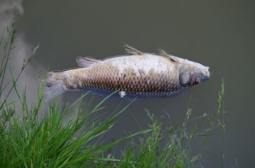 dead fish carcass