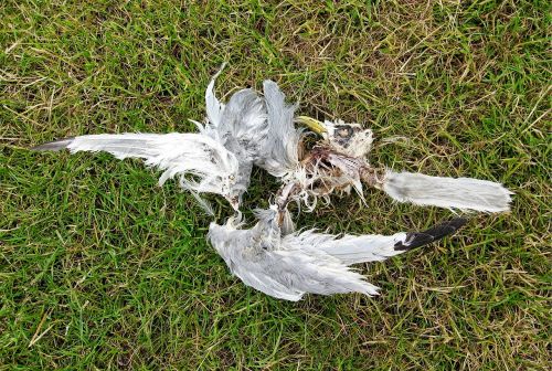 dead bird gull