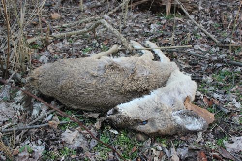 deer dead lifeless