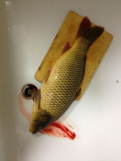 dead fish animal