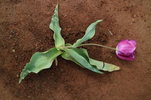 dead tulip flower