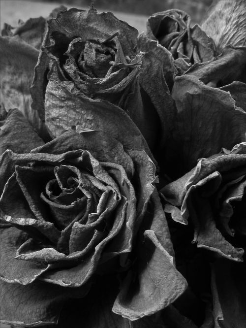 dead roses black and white