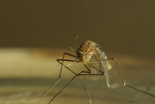 dead  mosquito  macro