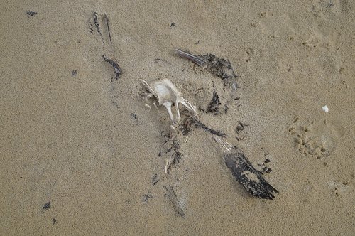 dead  bird  decay