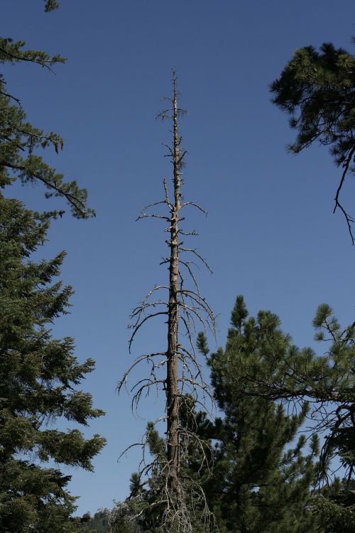 dead tree nature