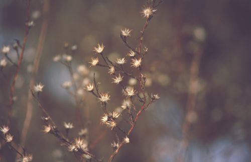 dead flowers winter