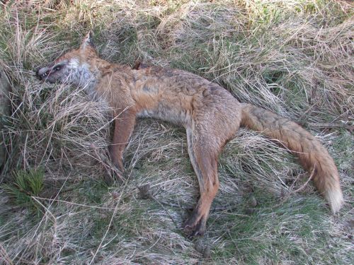 dead fox death