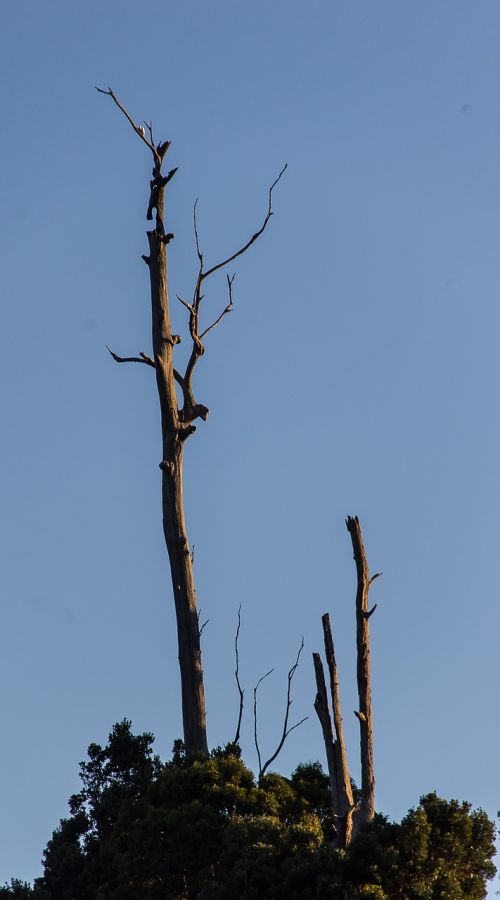 dead trunk eucalyptus
