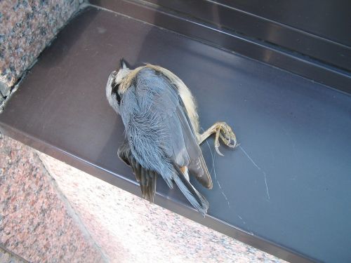 dead bird bird dead