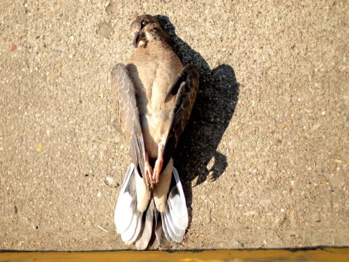 dead bird dead dove dove