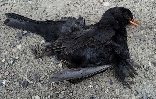 dead blackbird at the end of life bird feathers