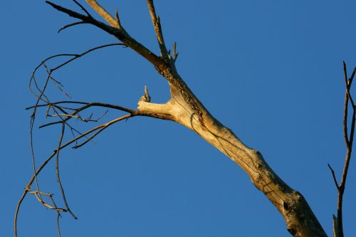 Dead Branch And Blue Sky