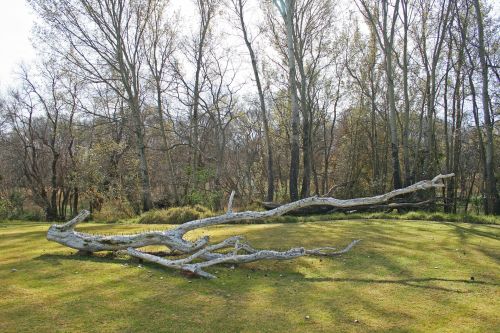 Dead Branch And Nails Sculpture