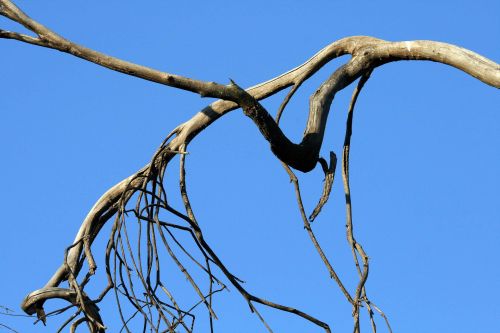 Dead Branch