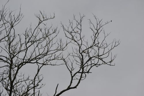dead branches winter fall