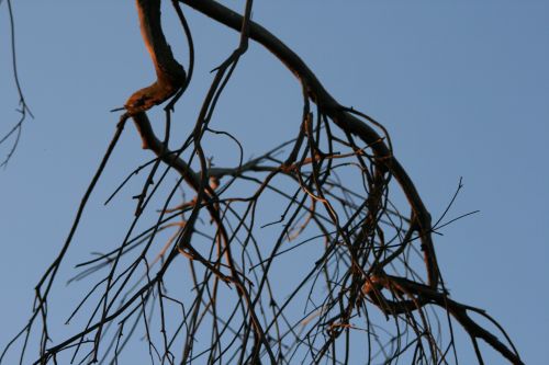 Dead Branches Against The Blue Sky