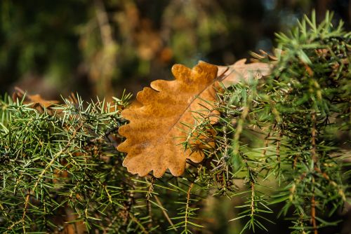 dead leaf rosemary oak