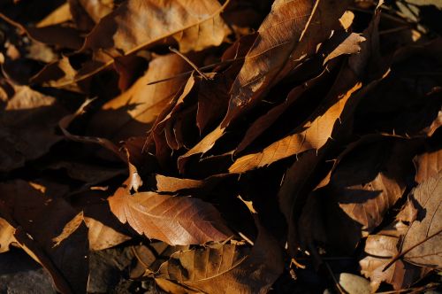 dead leaf plant park