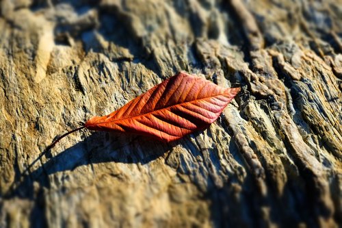 dead leaf  winter  stone