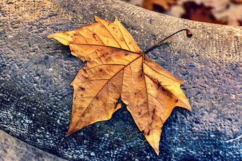dead leaf  autumn  fall