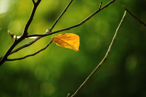 dead leaves autumn branch