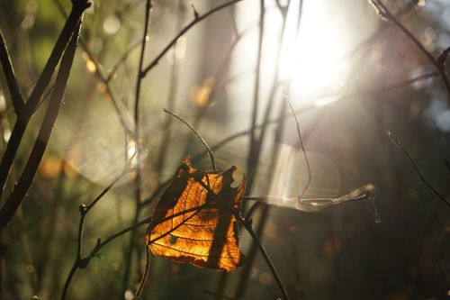 dead leaves branch grove