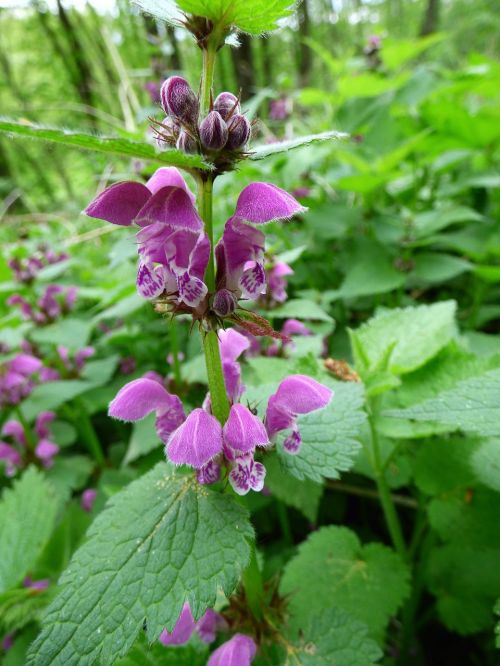 dead nettle purple nature