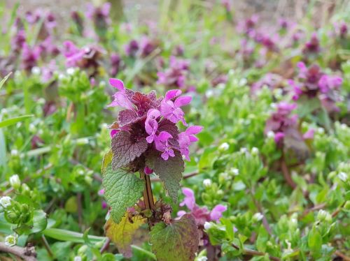 dead nettle purple flower plant