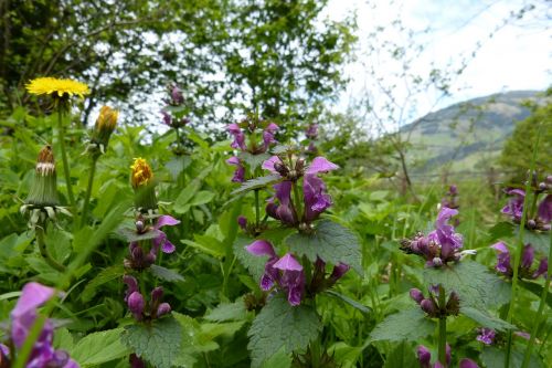 dead nettle spring edge of the woods