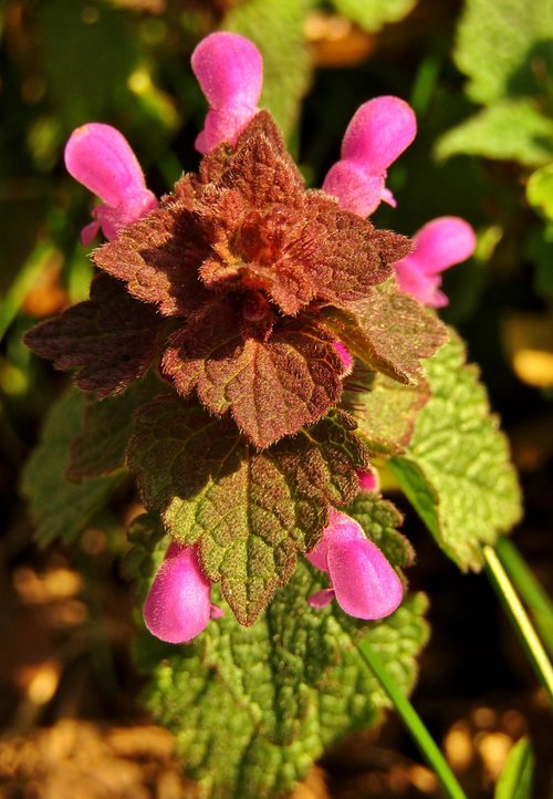 dead nettle  weed  meadow