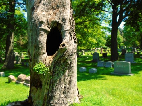 dead tree tree hollow death