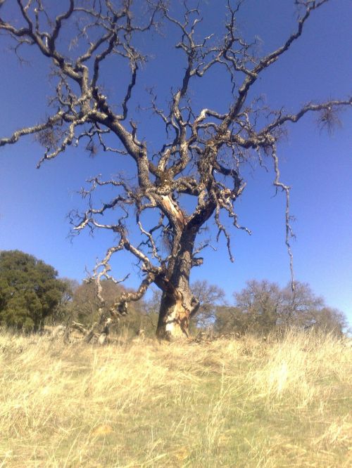 dead tree desert tree