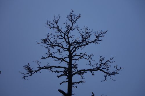 dead tree tree trunk