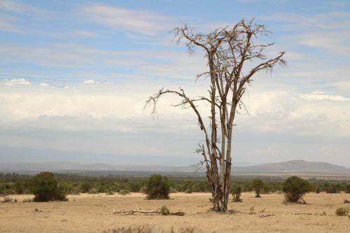 dead tree savannah africa