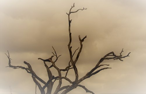 dead tree  dust wind  savannah