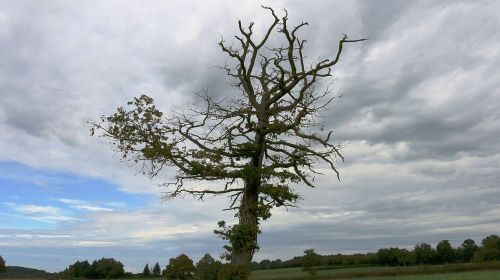 dead tree wood nature