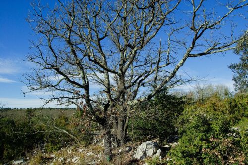 dead tree maquis scrubland