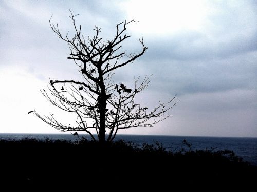 dead tree winter hai bian