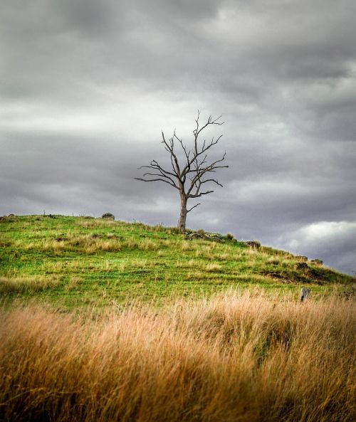 dead tree hill landscape