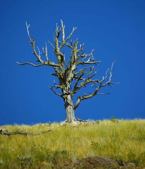 dead tree blue sky