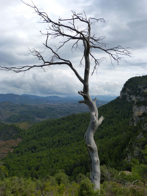 dead tree trunk forest