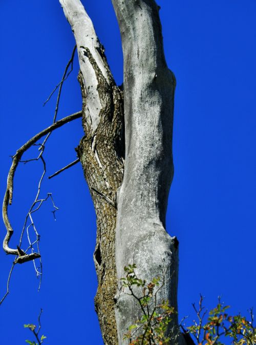 Dead Tree Against Blue Sky