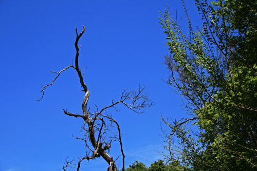 Dead Tree Against Blue Sky
