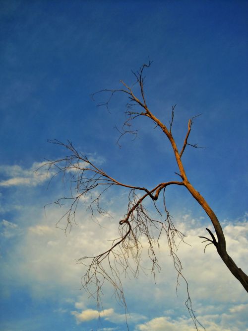 Dead Tree And Blue Sky